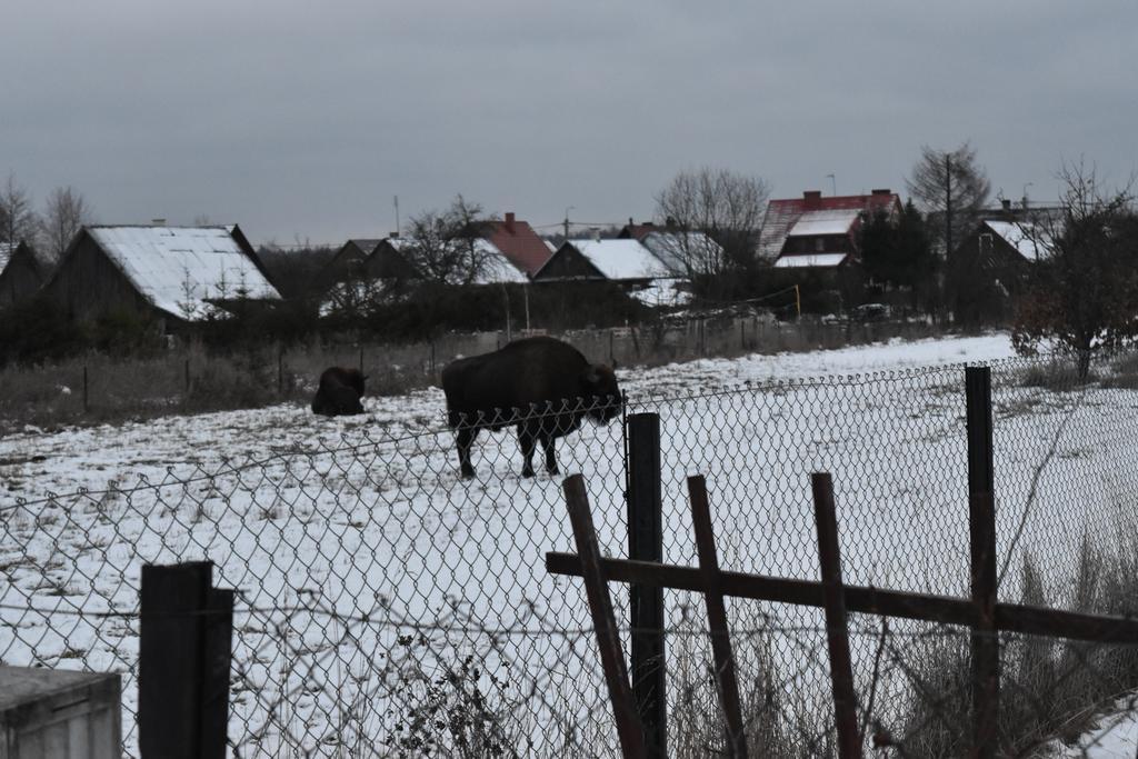 Domek Jaskolka Białowieża Eksteriør bilde