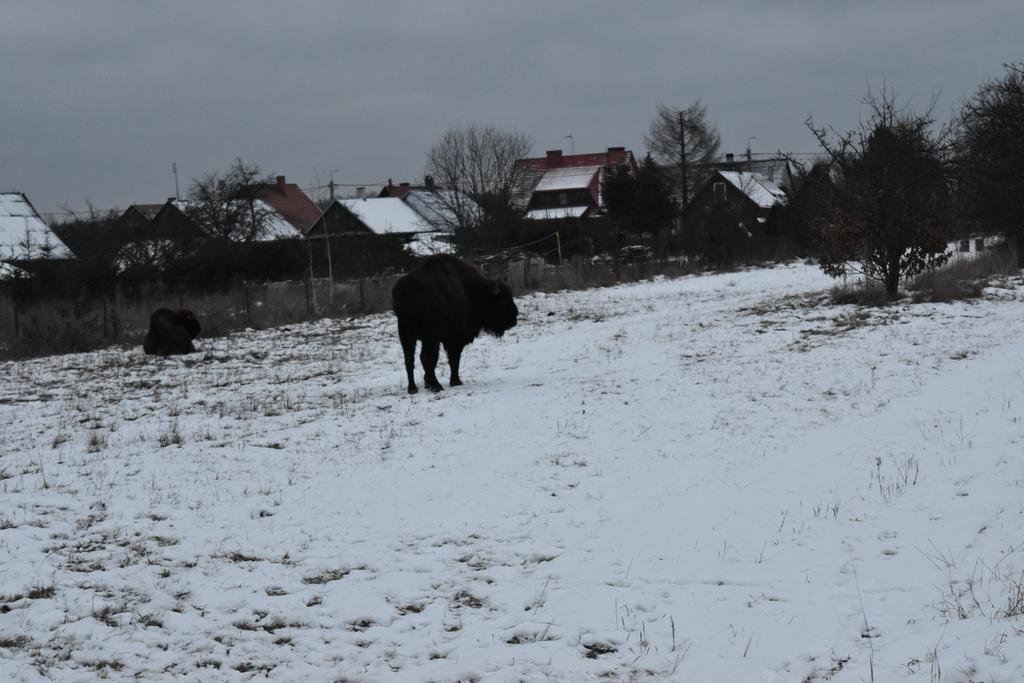 Domek Jaskolka Białowieża Eksteriør bilde